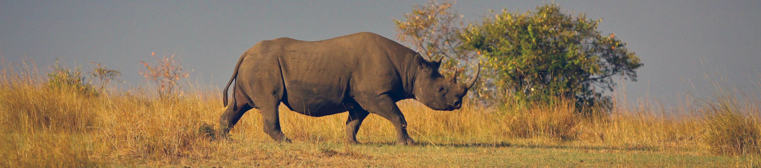 Rhino in Laikipia, Kenya | Apex Photo Safaris