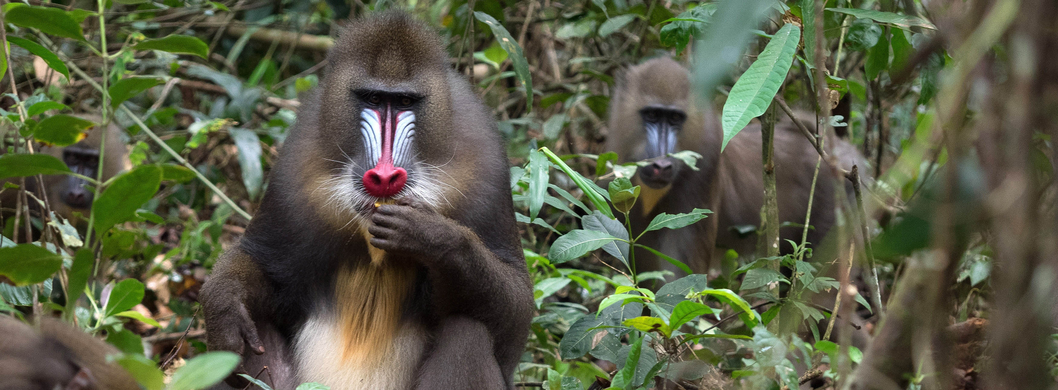 Male Mandrill, Gabon