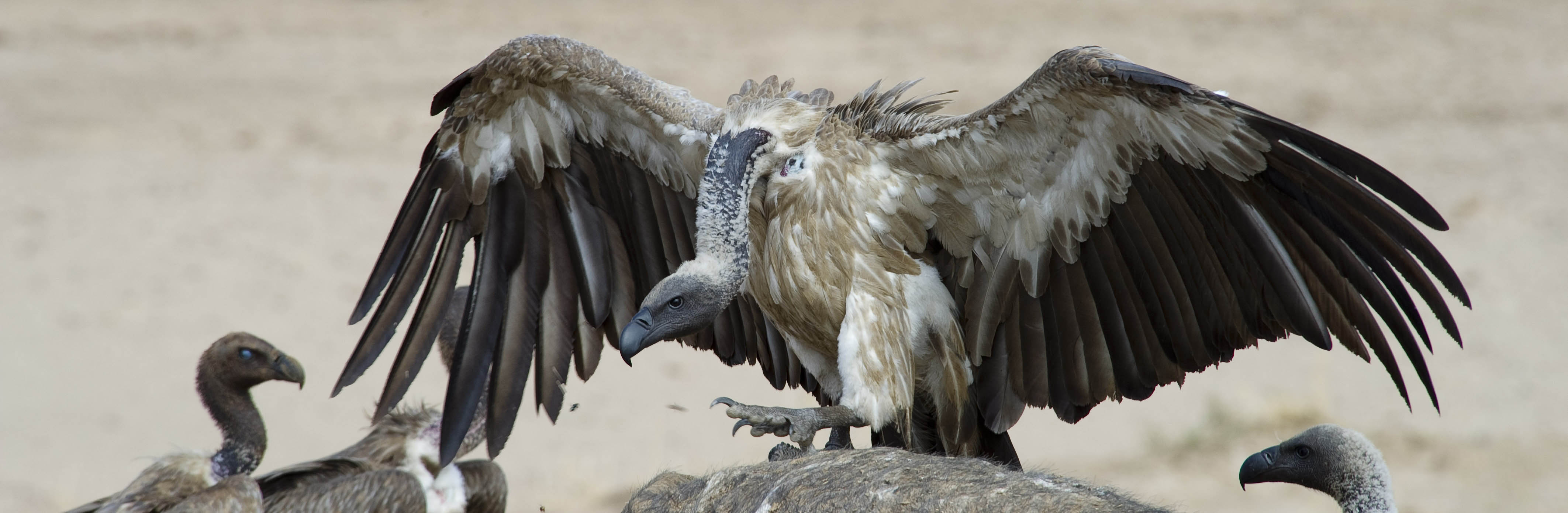 White-backed vulture | Jennifer Goetz
