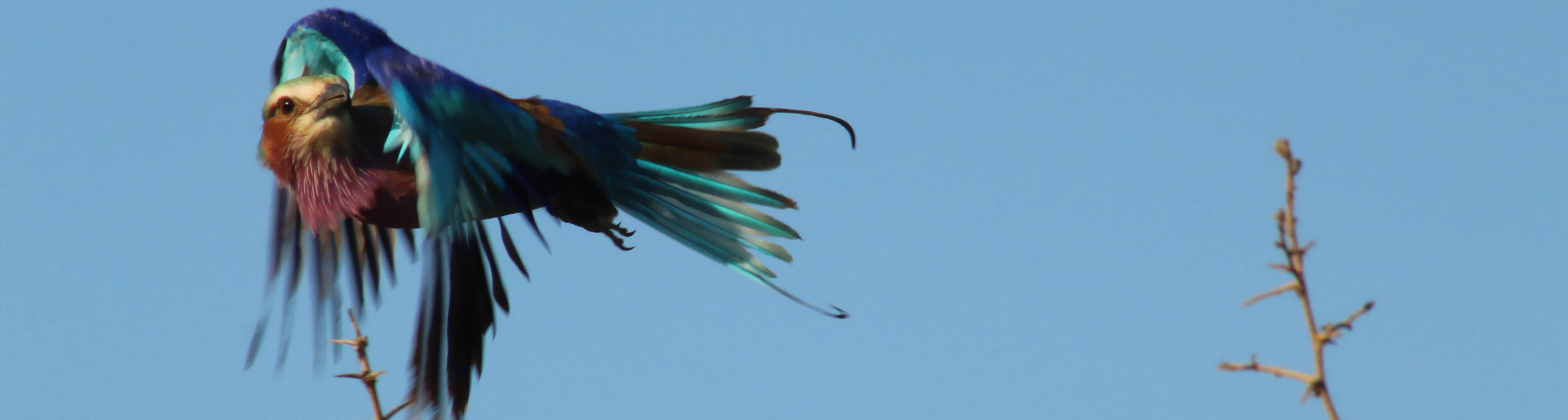 Lilac-breasted roller | Wild Planet Safari