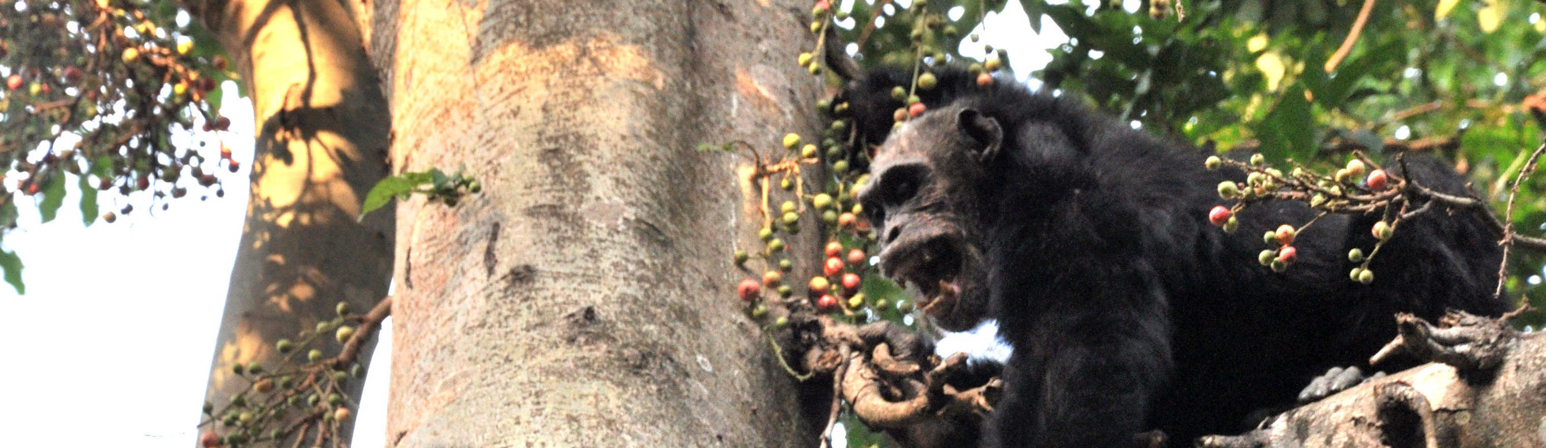 Chimpanzee. Mahale Mountains National Park