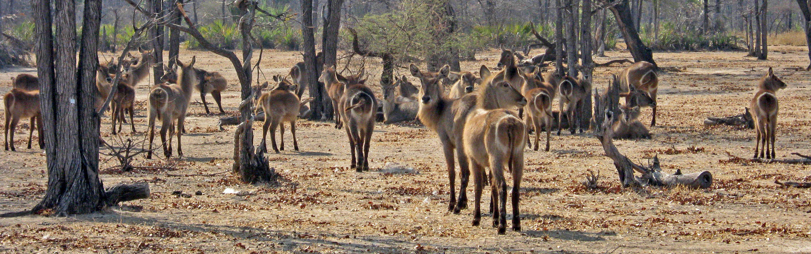 Majete Game Reserve | Warmheart Travels