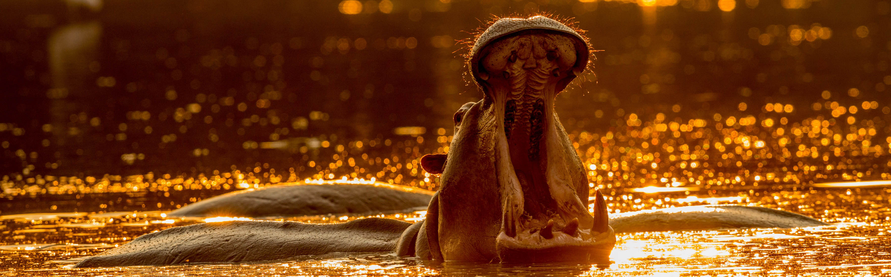 Hippo, Mana Pools | Kanwar Deep Juneja