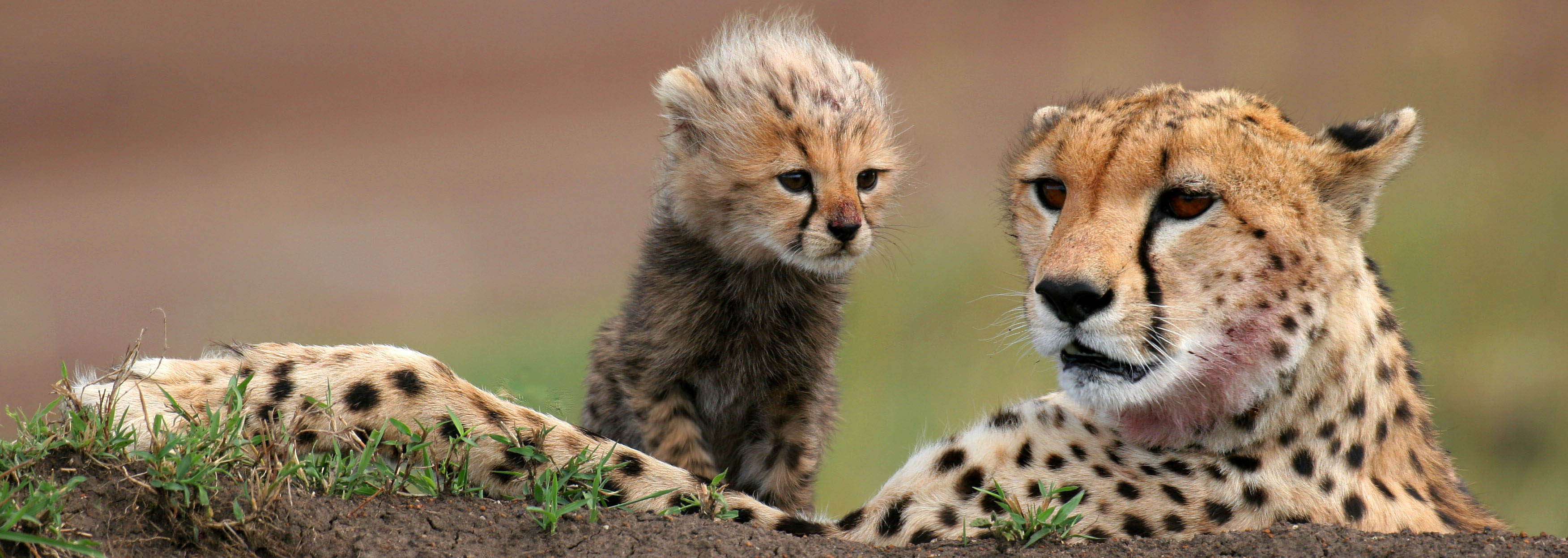 Cheetah and cub, Masai Mara