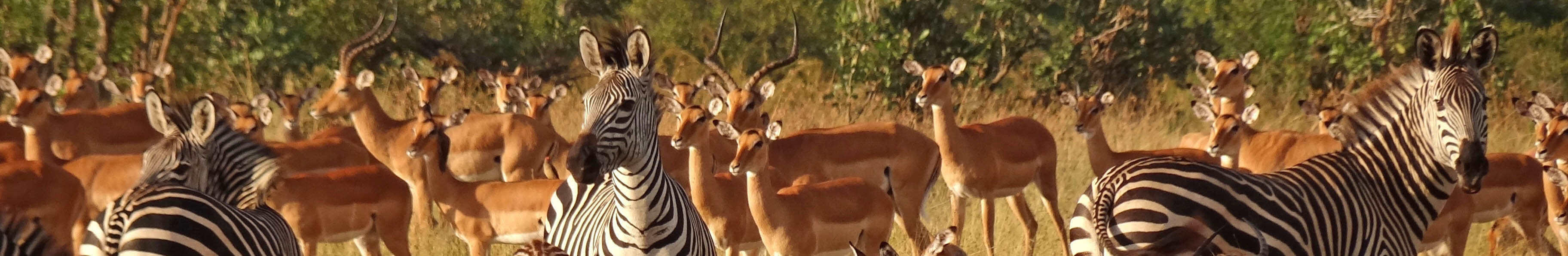 Mikumi National Park Wikimedia