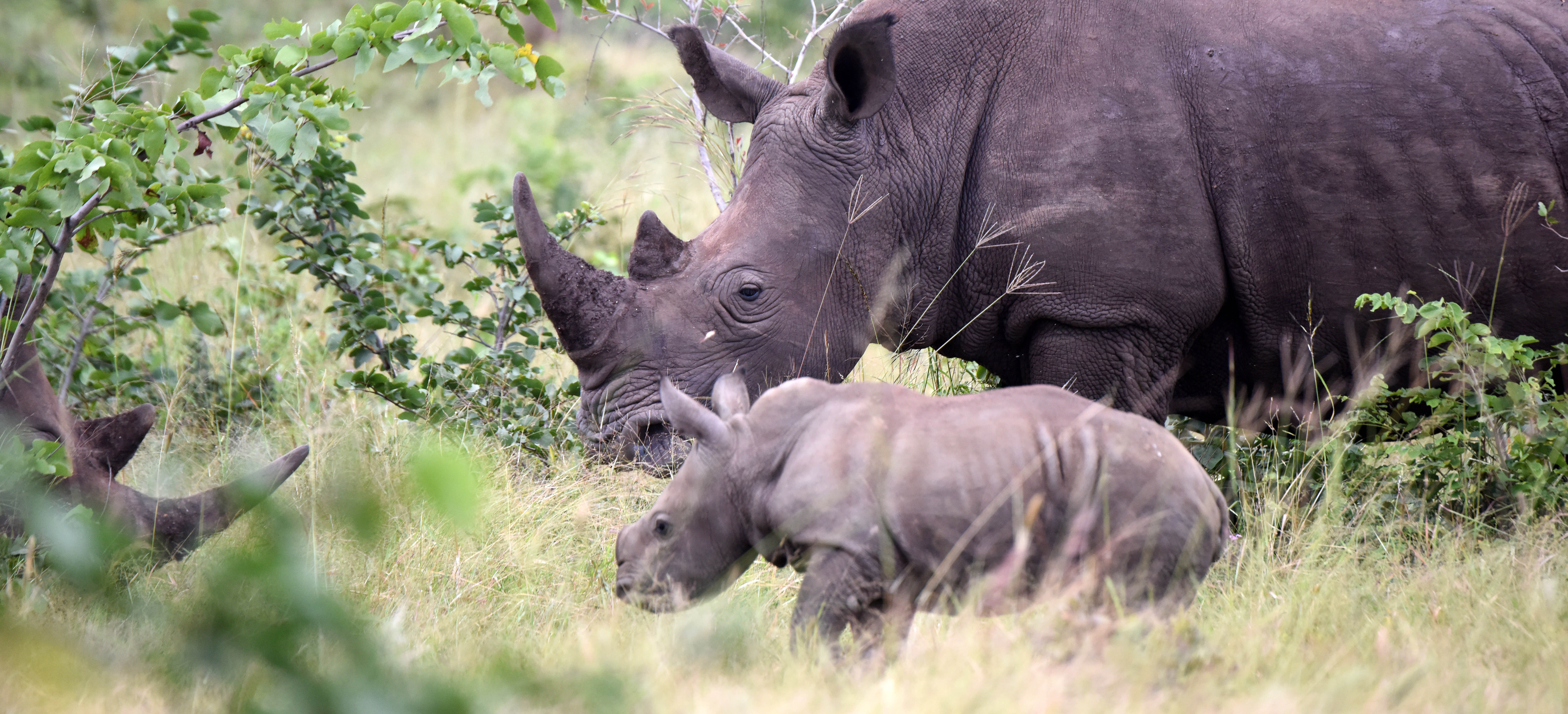 Baby rhino at Mosi oa Tunya, Robin Pope Safaris