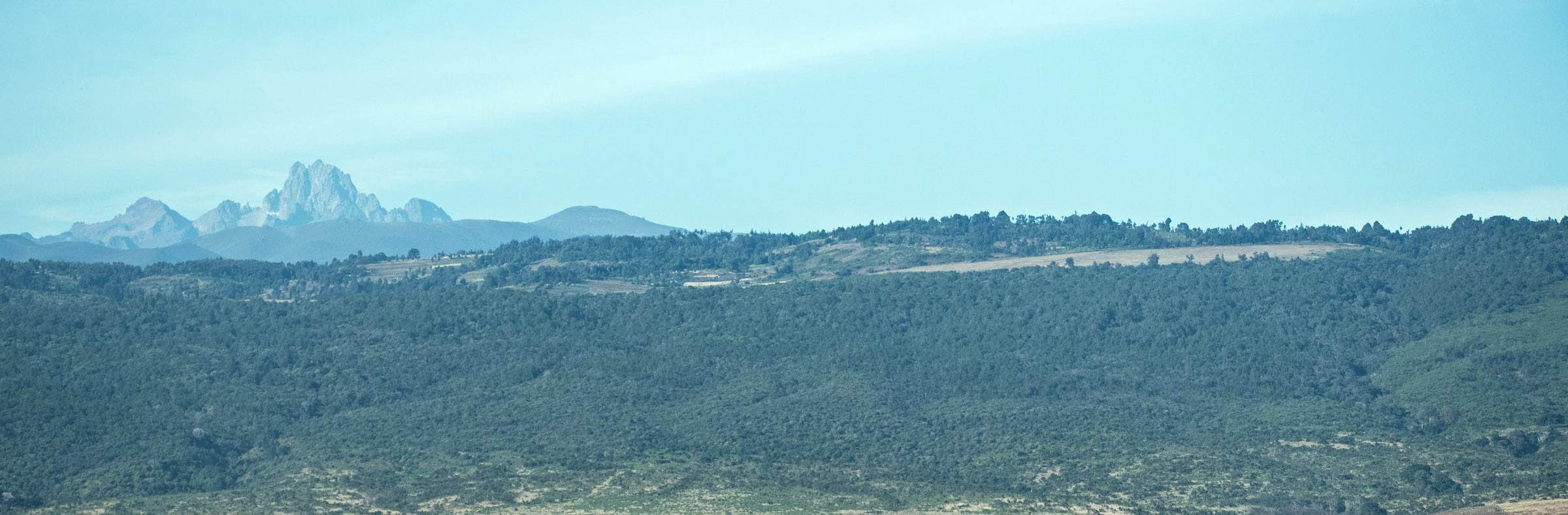 Giant Groundsel with Mt. Kenya in the background