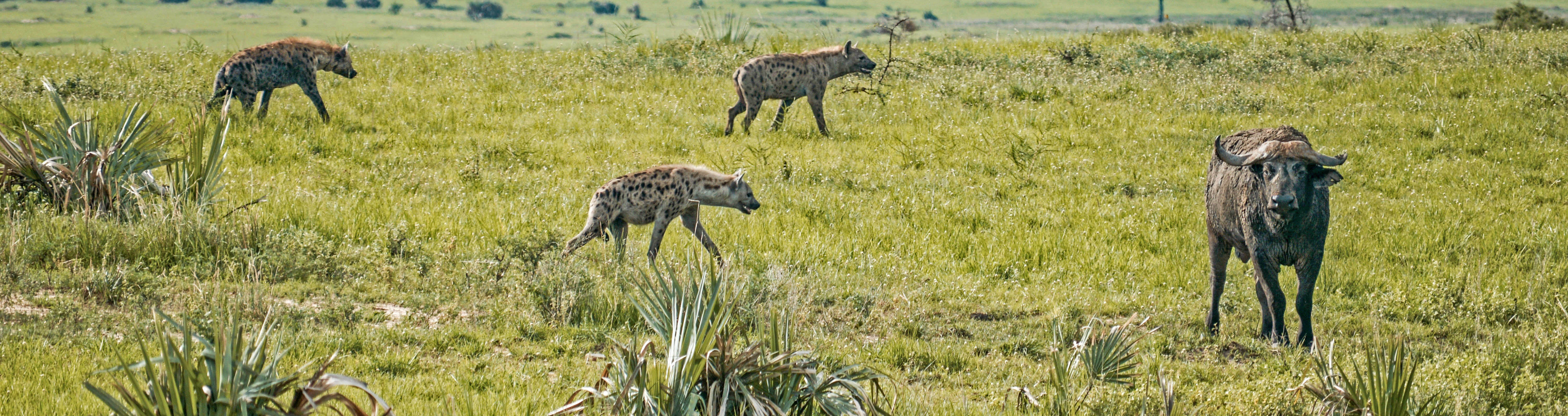 Hyenas in Murchison Falls | Matthew Essman