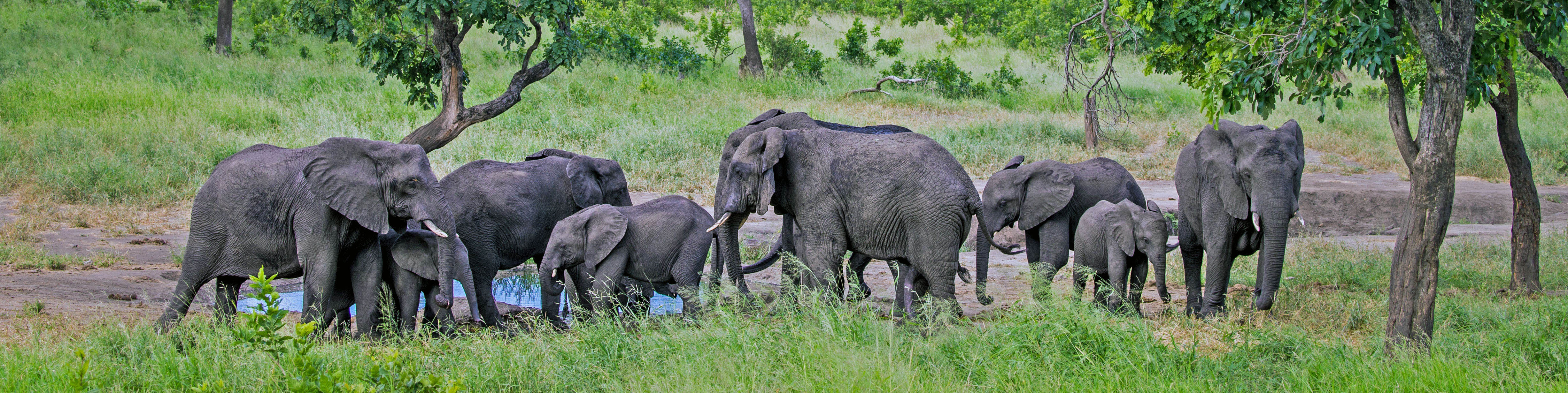 Elephants | Photo by Marcus Westberg of African Parks