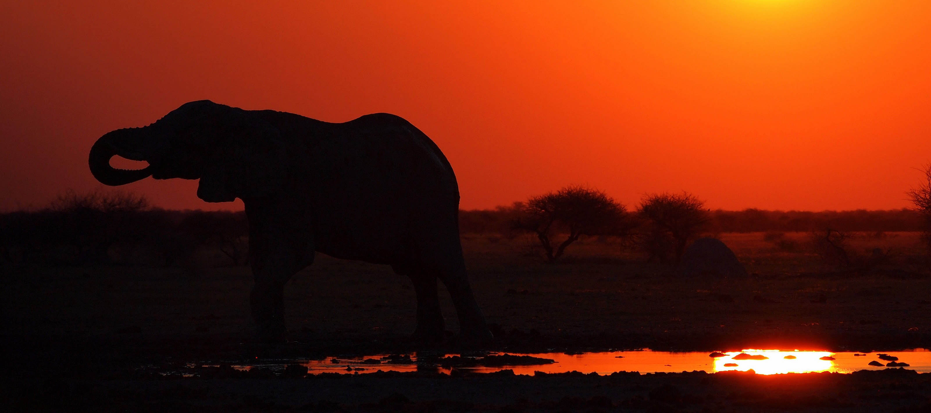 Elephant, Nxai Pan National Park | Indigo Safaris