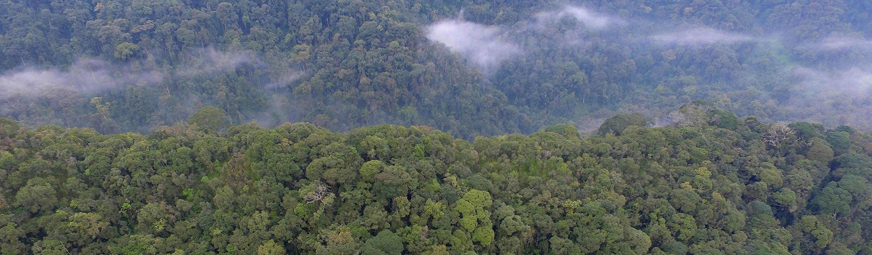 Nyungwe Forest National Park | Kambogo