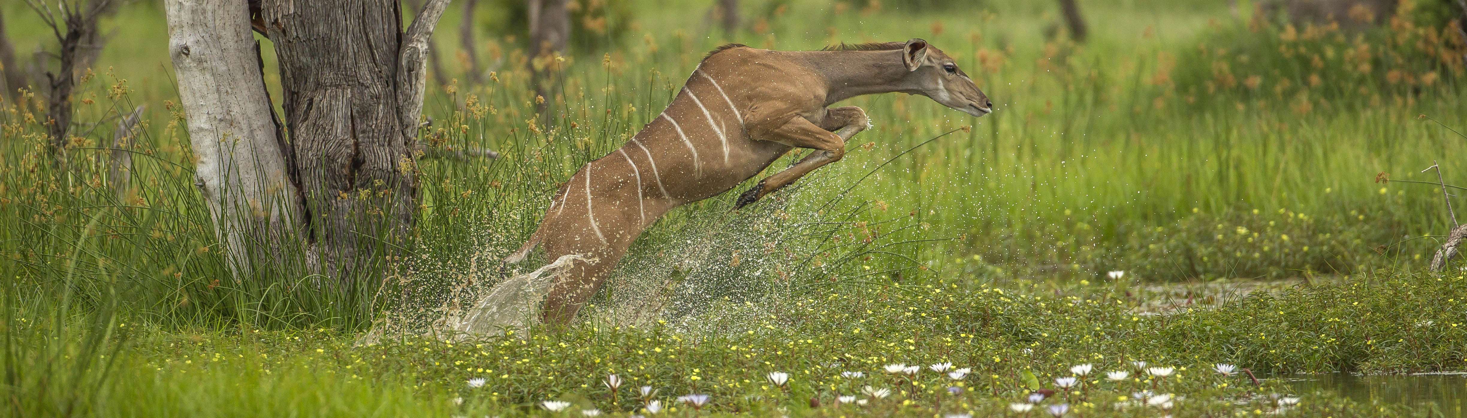 Kudu in Okavango Delta | Safari Lifestyles