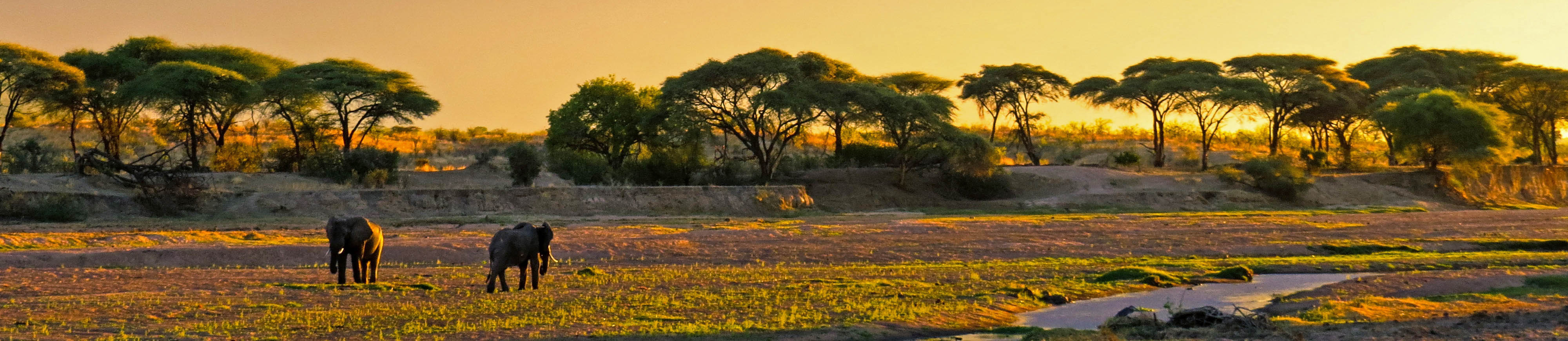 Ruaha National Park