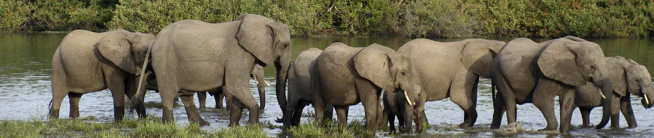 Elephants in Saadani | Experience Zanzibar Tours & Safaris