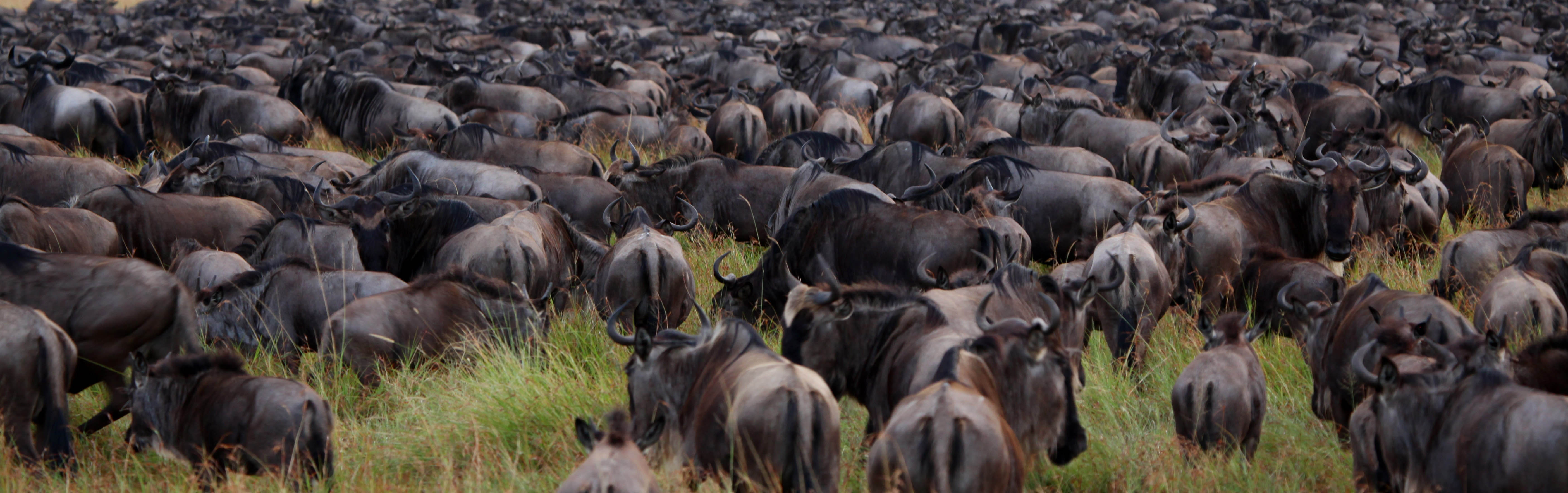 The great migration, Serengeti National Park