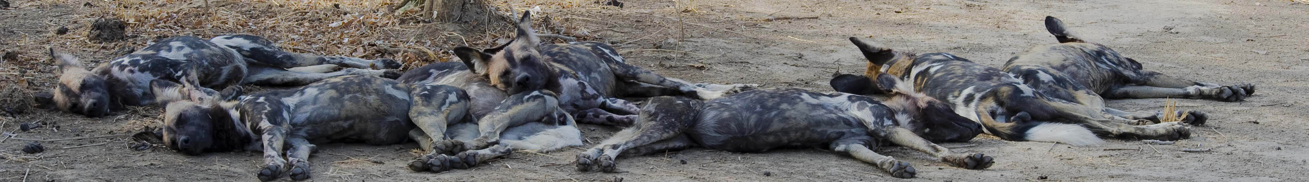 African wild dogs