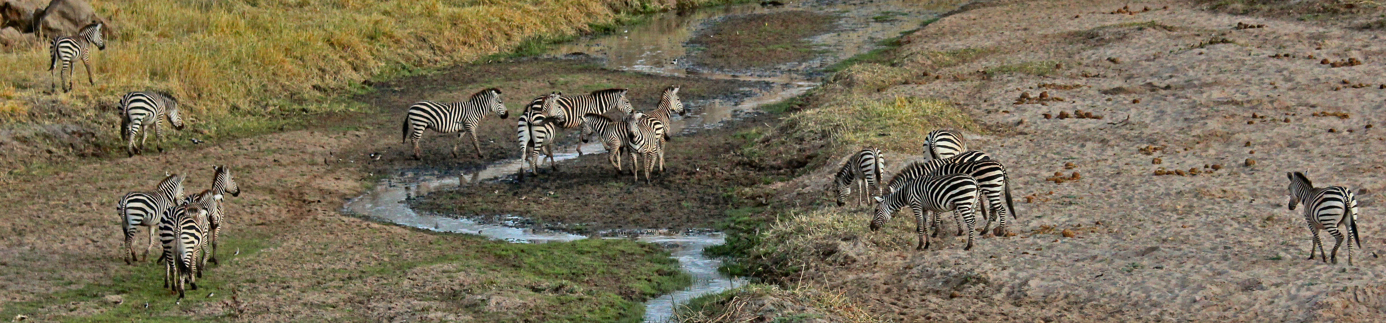 Tarangire | Joel Herzog