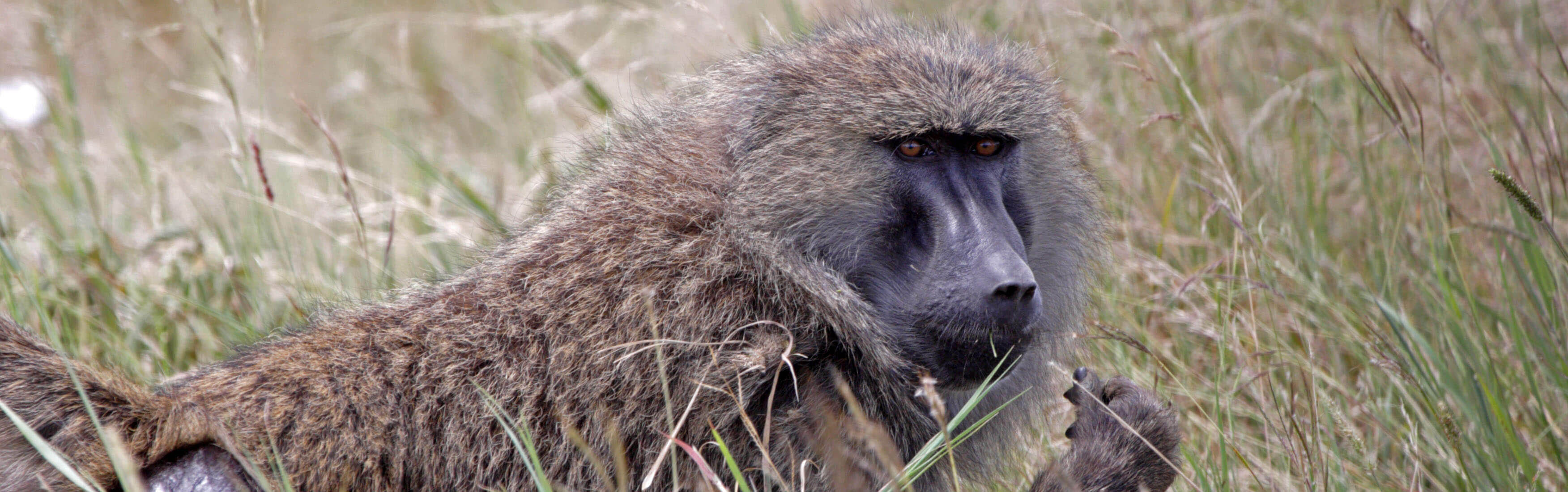 Pensive baboon in Serengeti, Tanzania