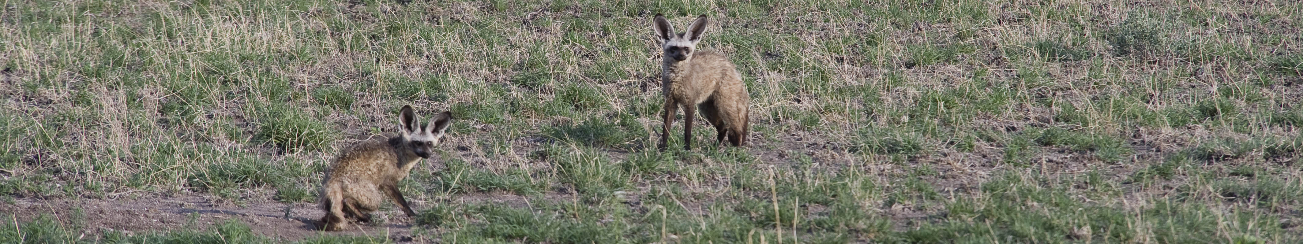 Bar-eared fox in Central Kalahari | J.Goetz
