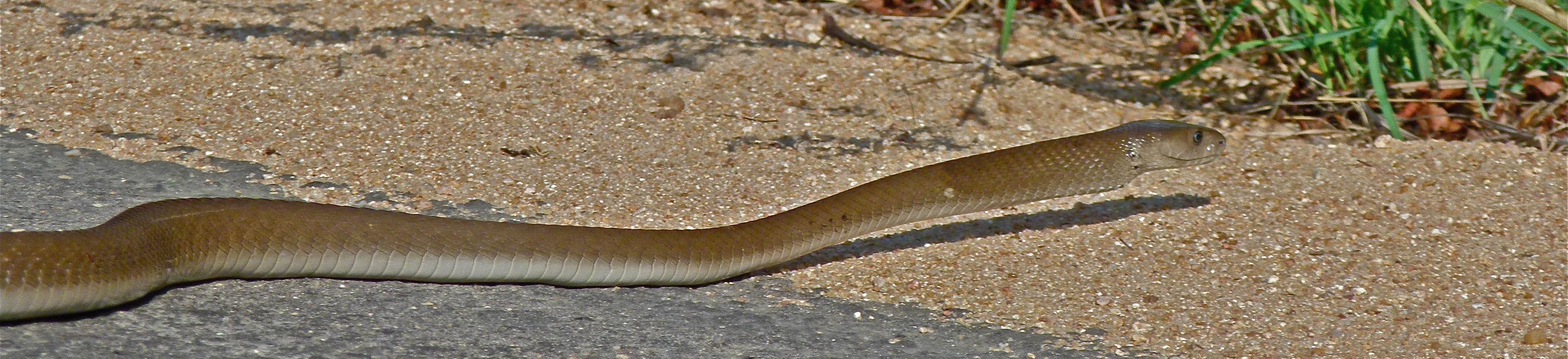 Black and Green Mamba Snake - Hluhluwe Game Reserve