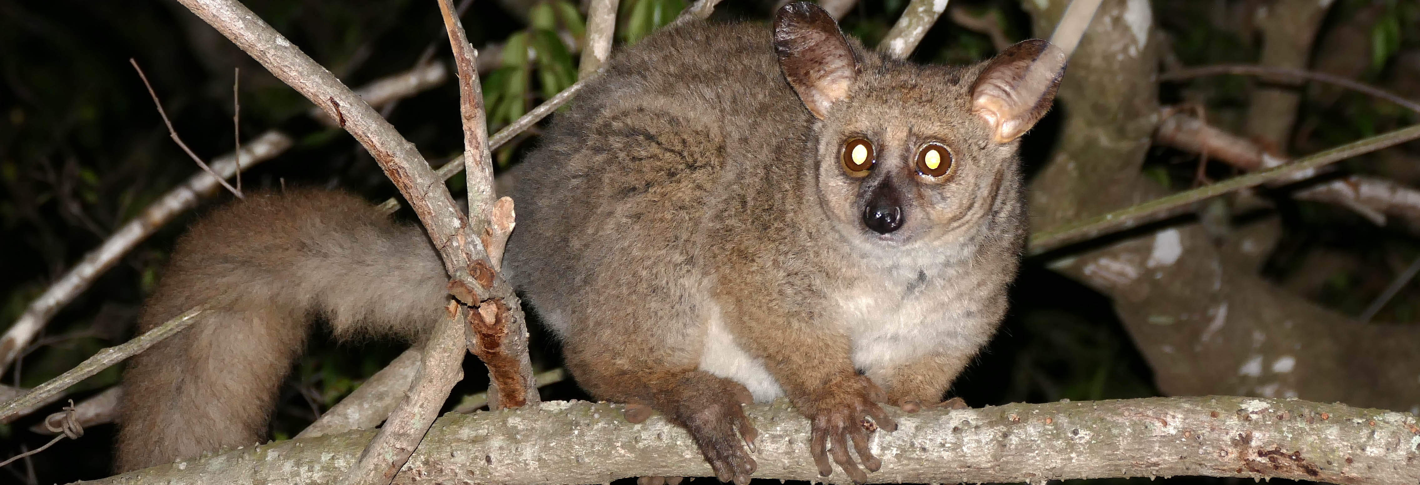 Thick-tailed bushbaby | Wikimedia