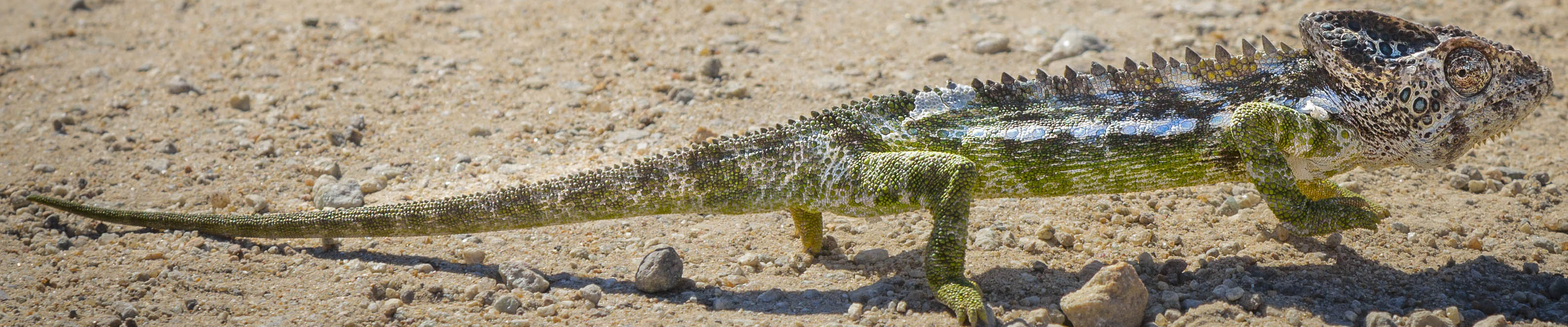 Warty chameleon in Madagascar | Mandrare River Camp