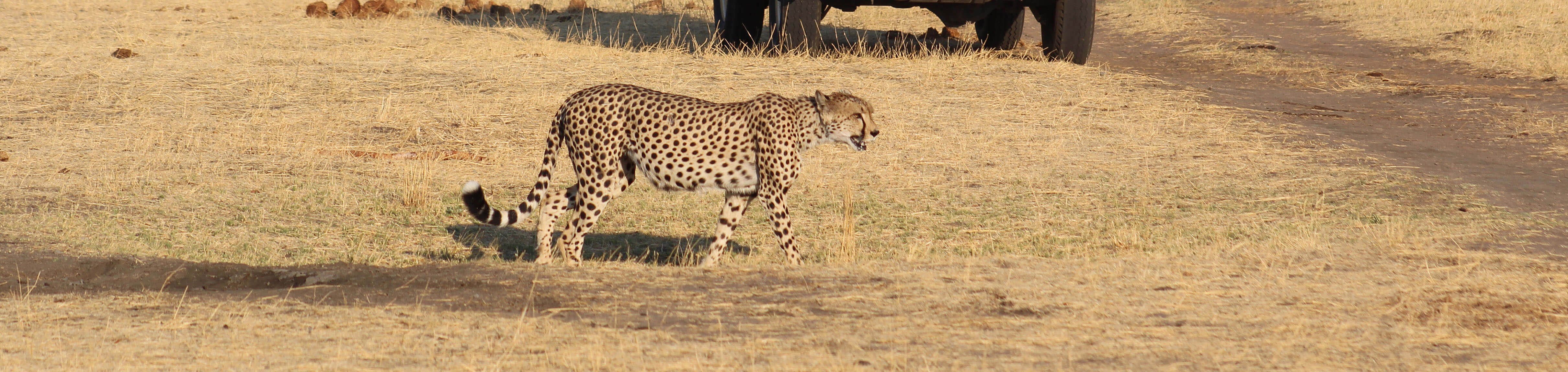 Cheetah at Davison's Camp, Hwange | Experience Africa Safaris