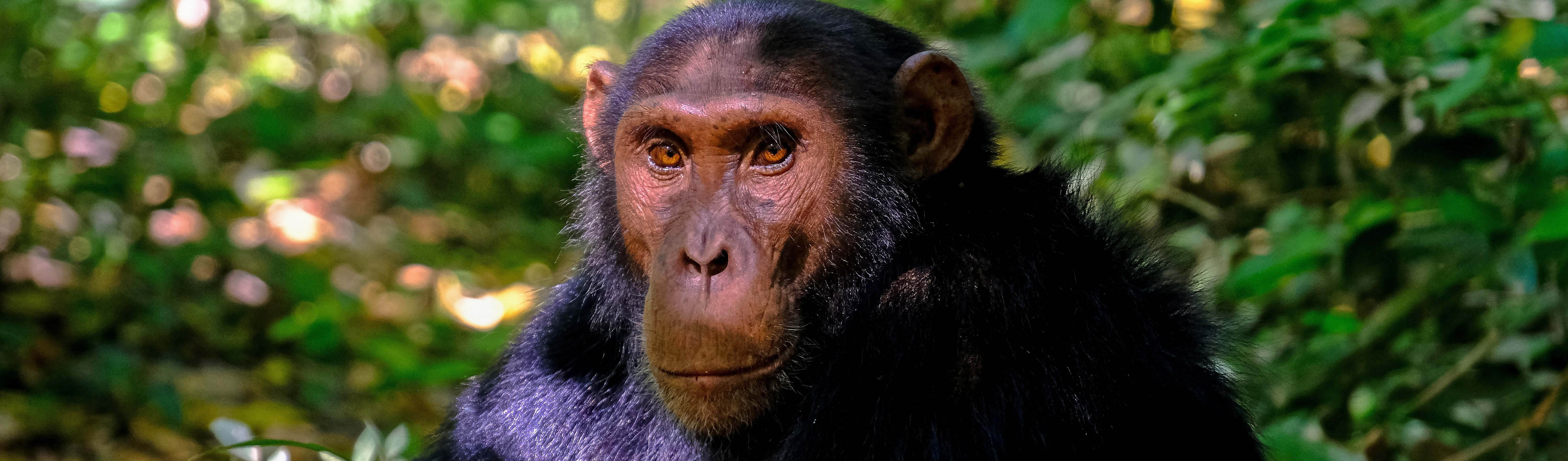 Chimpanzee in Uganda | Franceso Ungaro