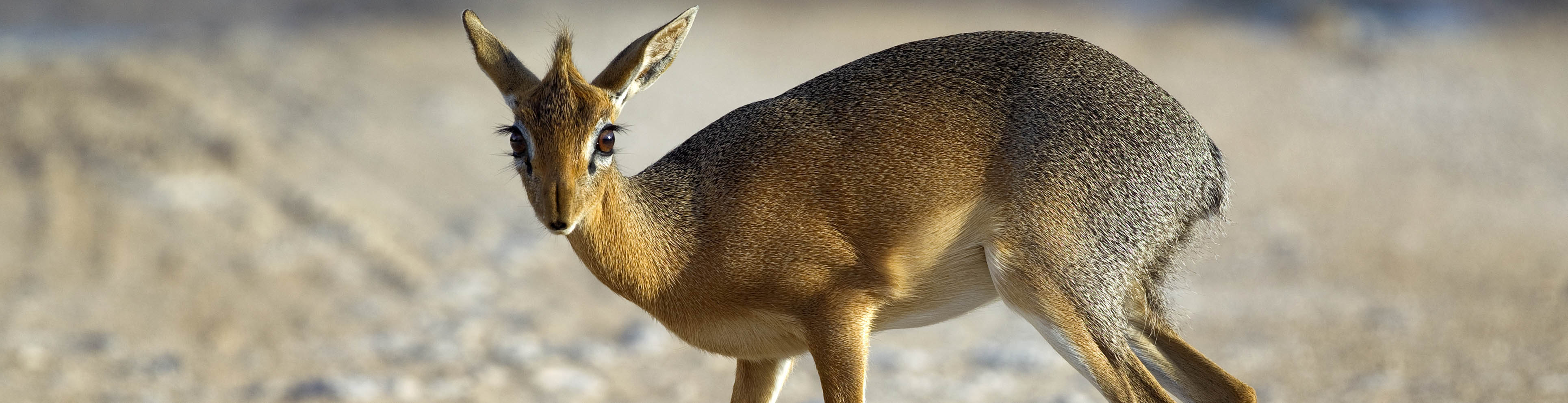 Dik Dik | Yathin S Krishnappa