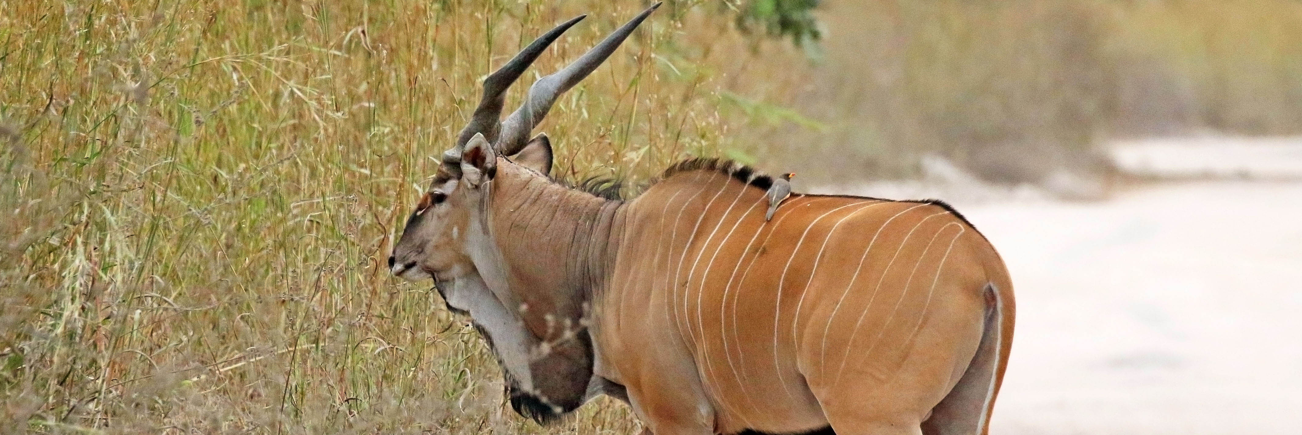 Giant eland | Wikimedia