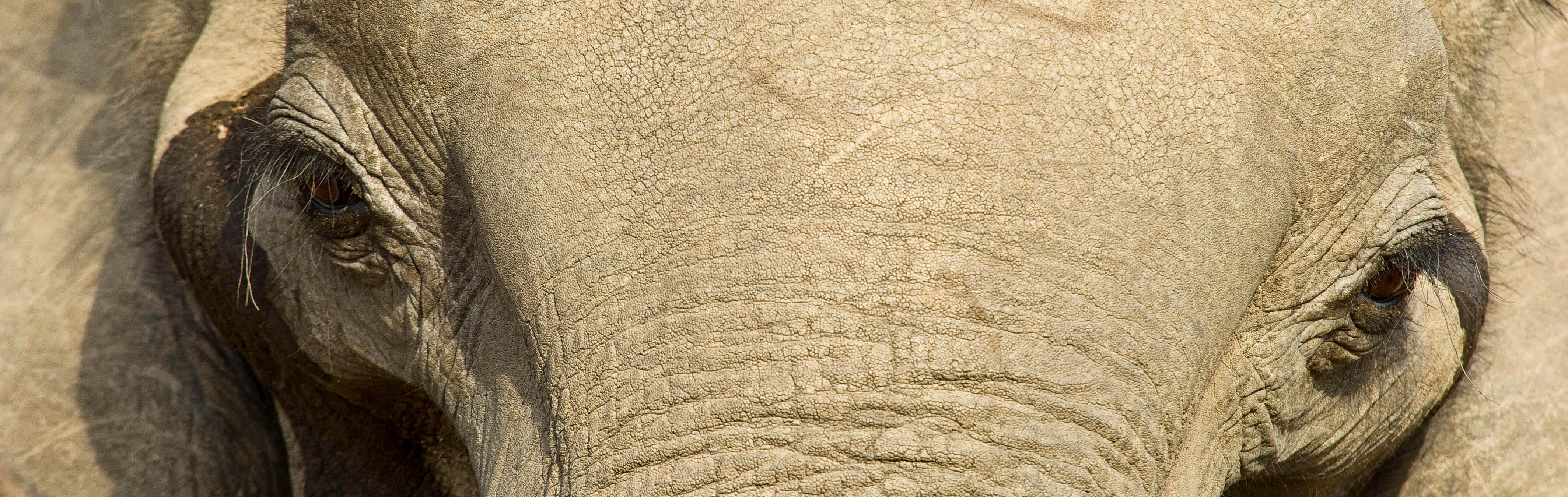 Elephant close up in Zambia, J. Goetz