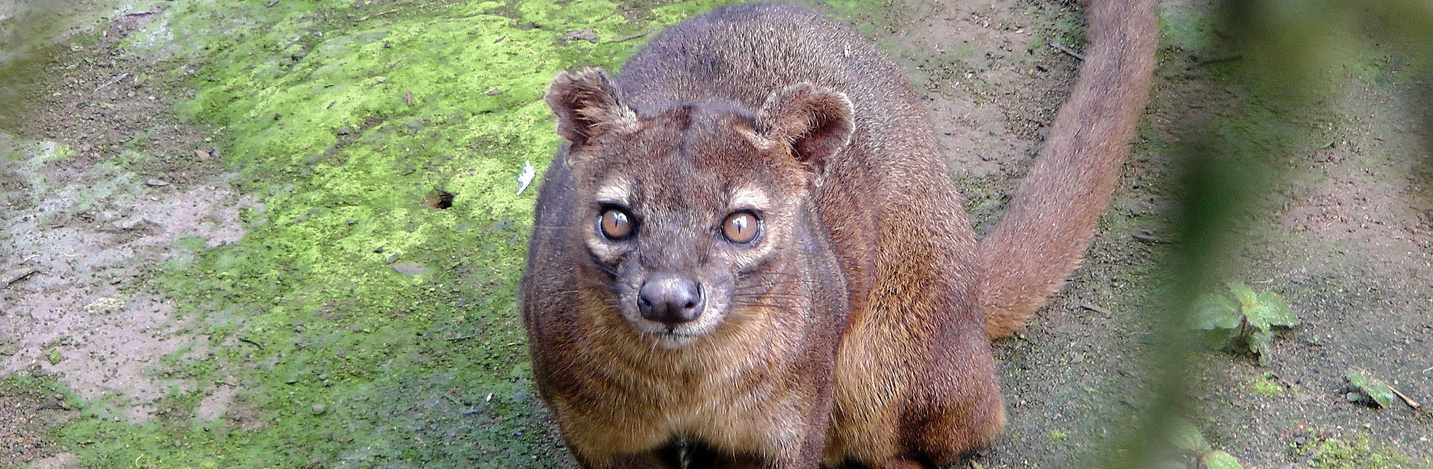 Fossa in Madagascar