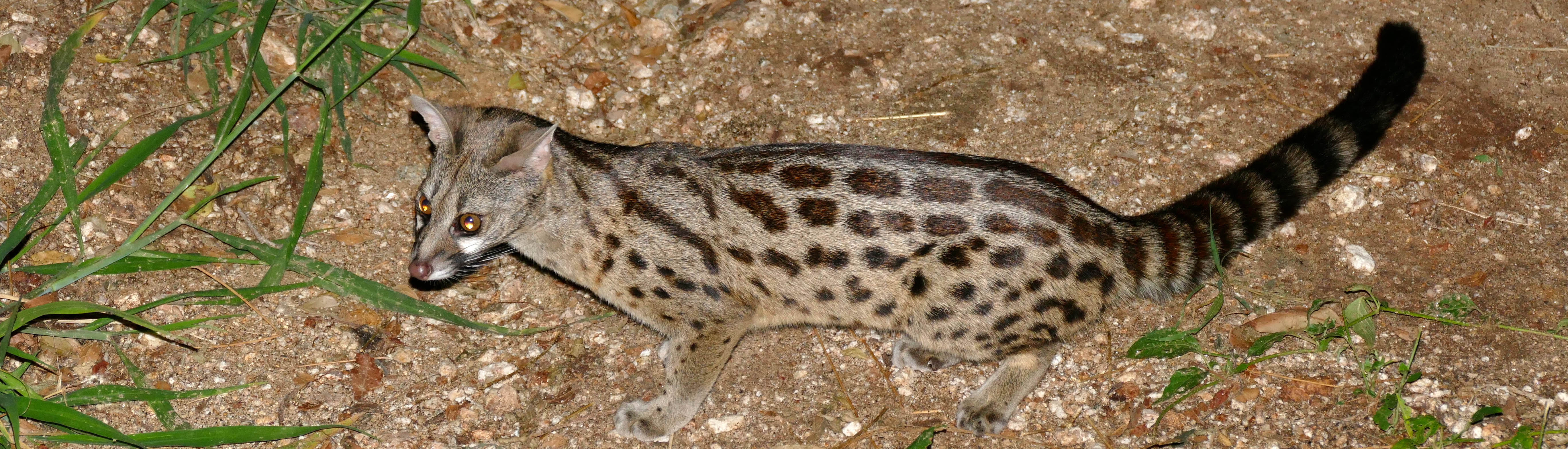 Large spotted Genet | Wikimedia