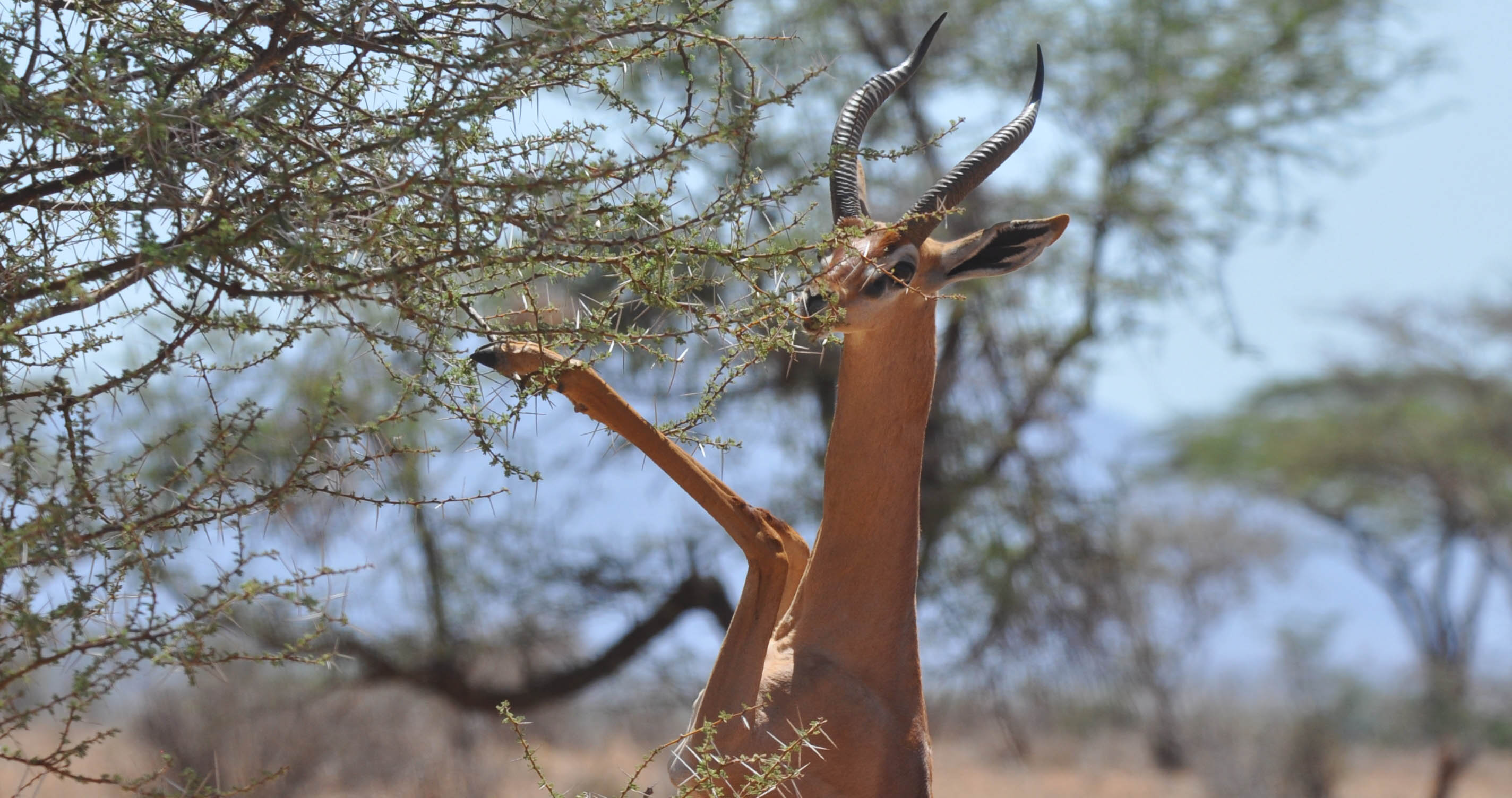 Gerenuk on hind legs in Kenya