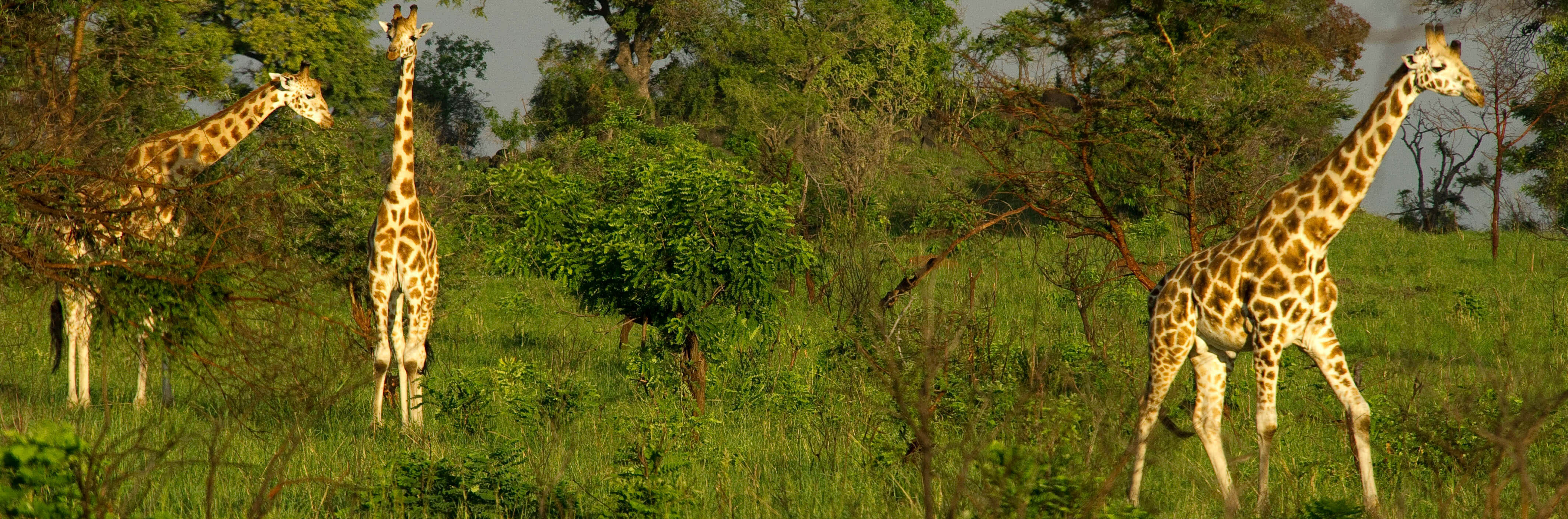 Giraffes in South Luangwa, Zamiba