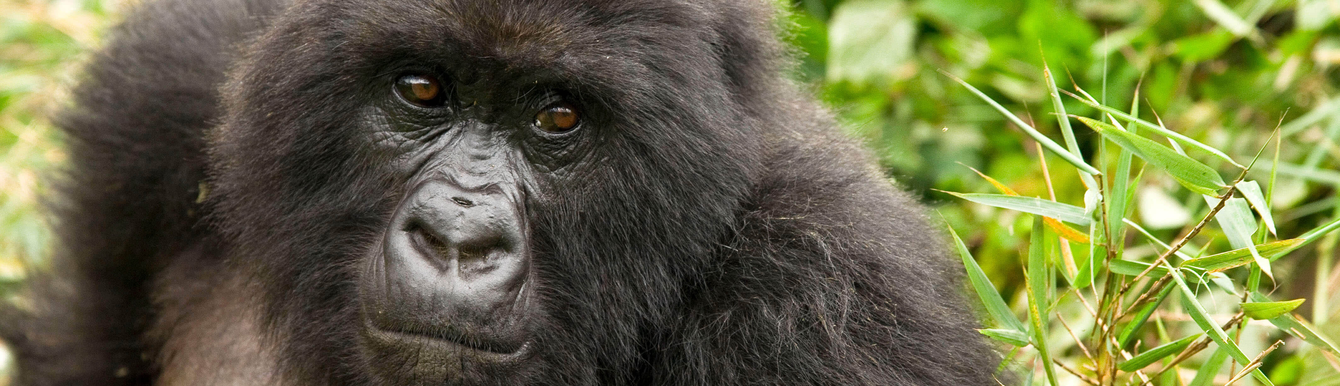 Mountain gorilla in Rwanda