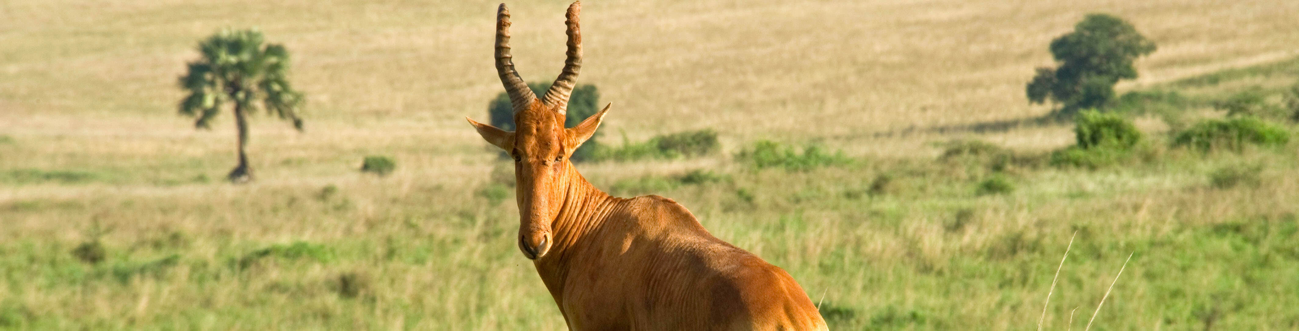 Jackson's hartebeest, Uganda