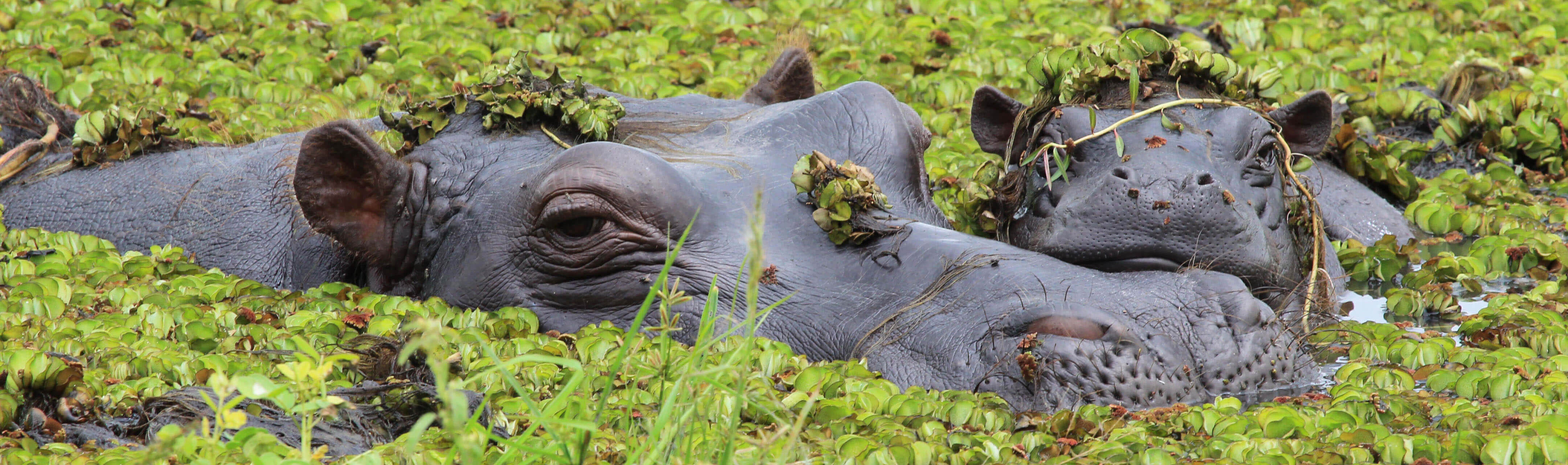 Mother and baby hippo