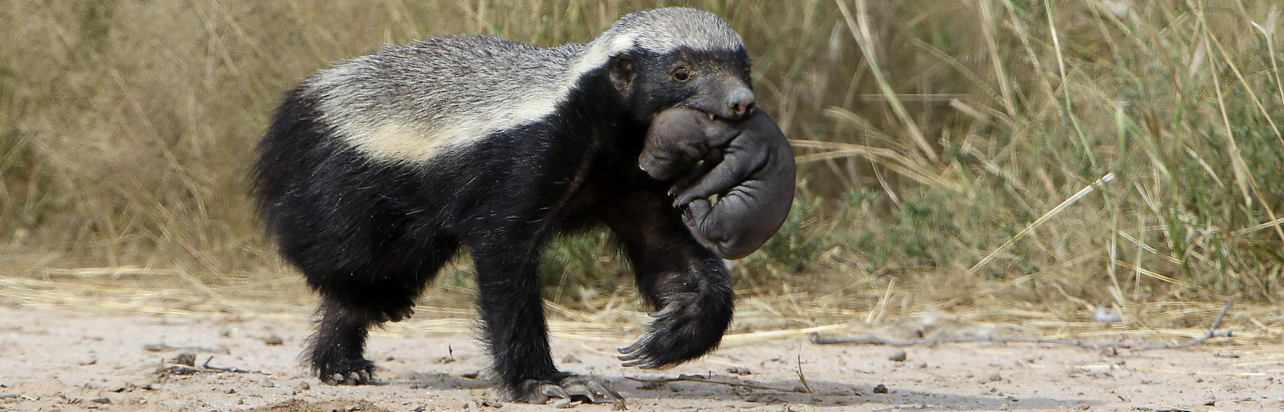 Honey badger Kgalagadi Transfrontier Park