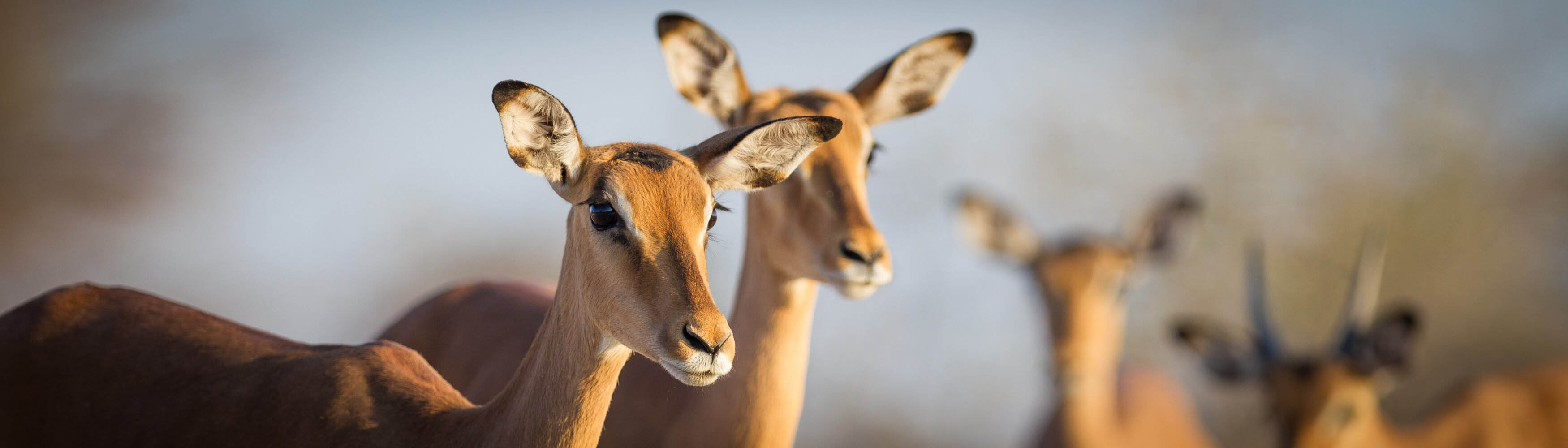 Impala by Morgan Trimble