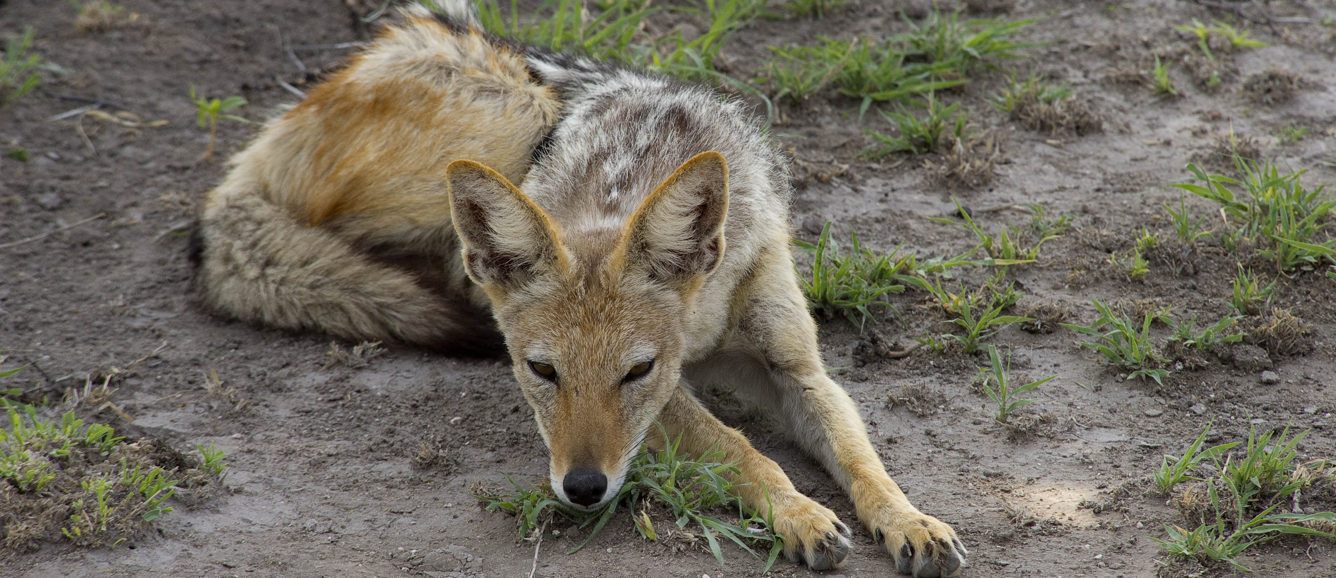 Jackal in Okavango Delta area | J.Goetz