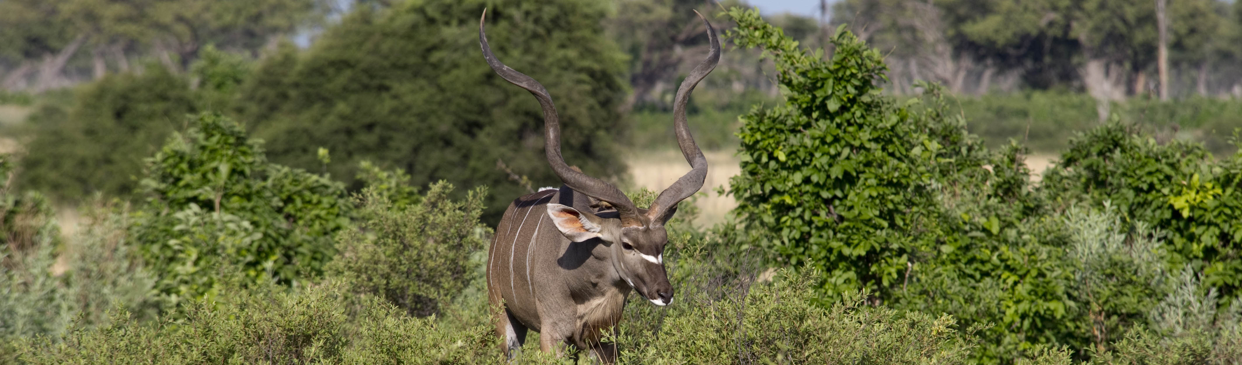 Male kudu, Linyanti private game reserve Botswana | J.Goetz