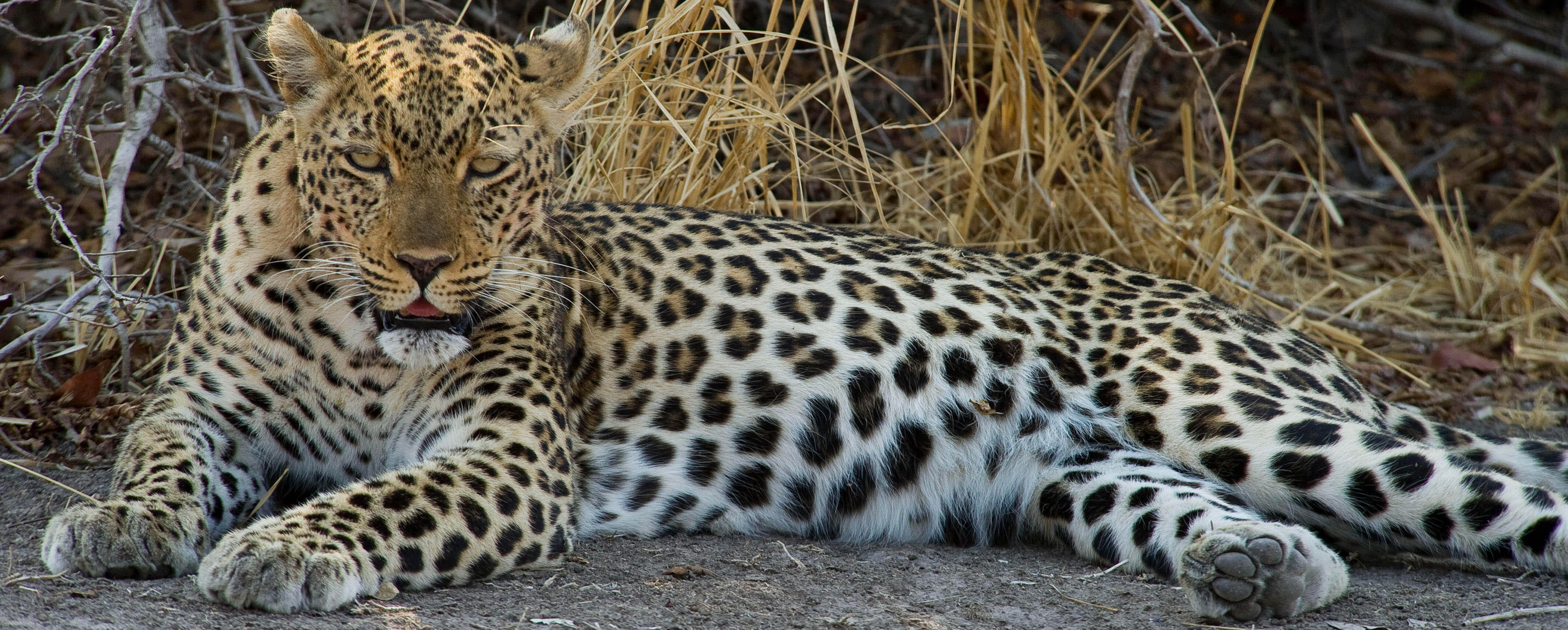 Leopard in South Luangwa, Zambia | J. Goetz