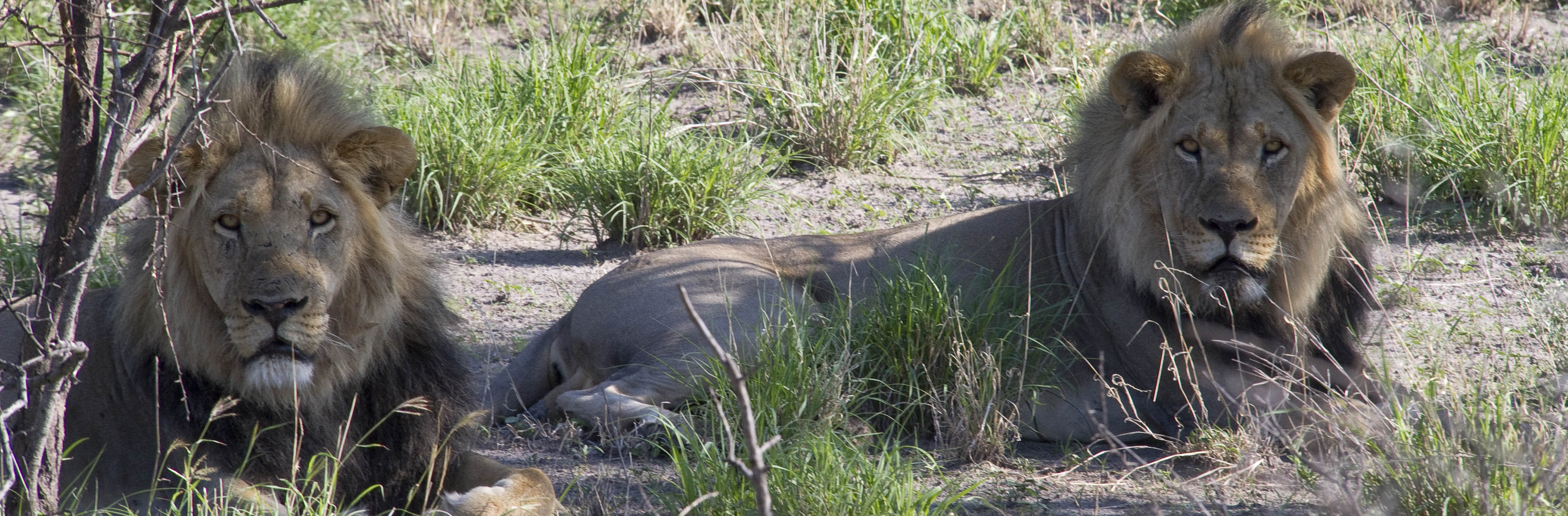 Lions in Central Kalahari Game Reserve | J. Goetz