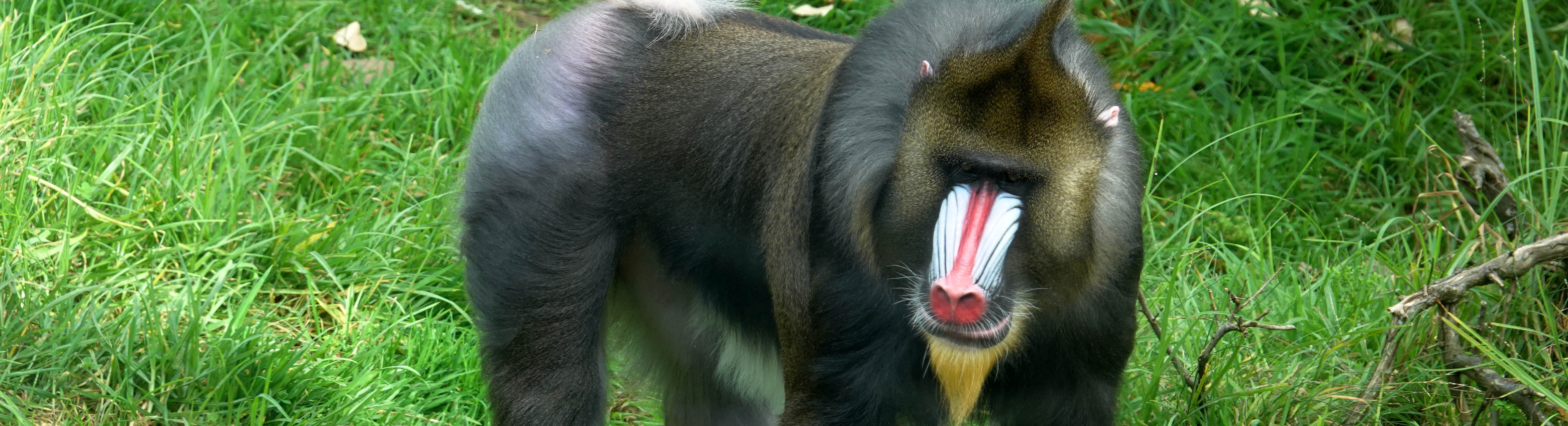 Mandrill by Sanjay Archarya