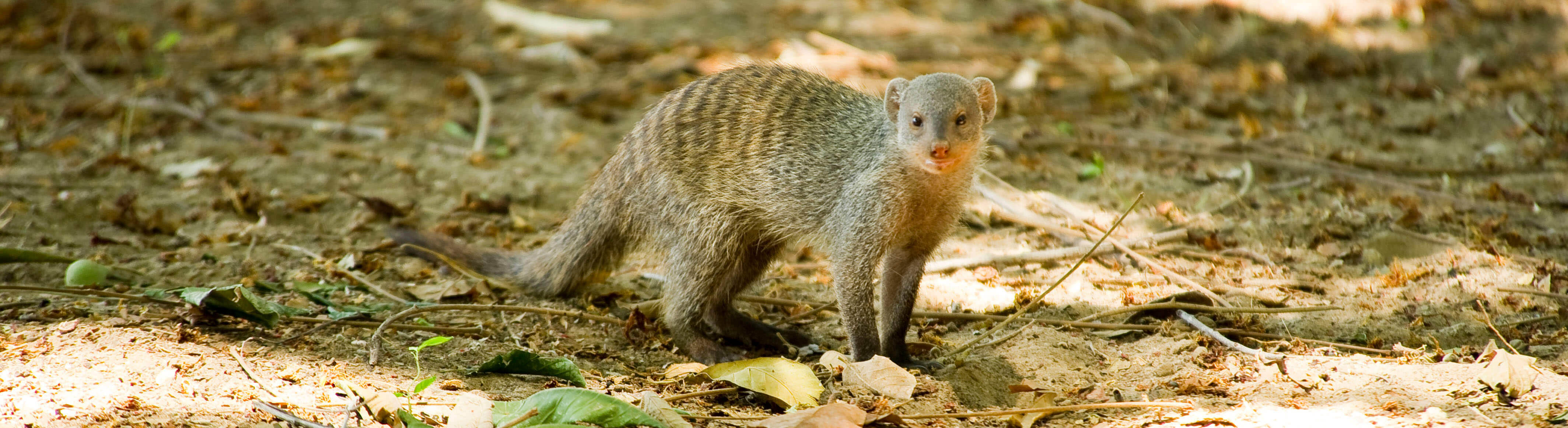 Banded mongoose, Zambia