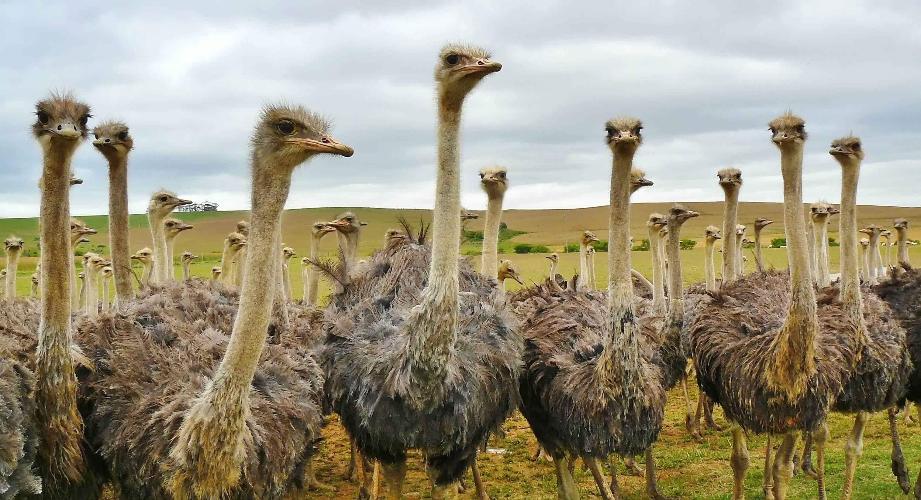 Ostrich—African Wildlife—Your African Safari