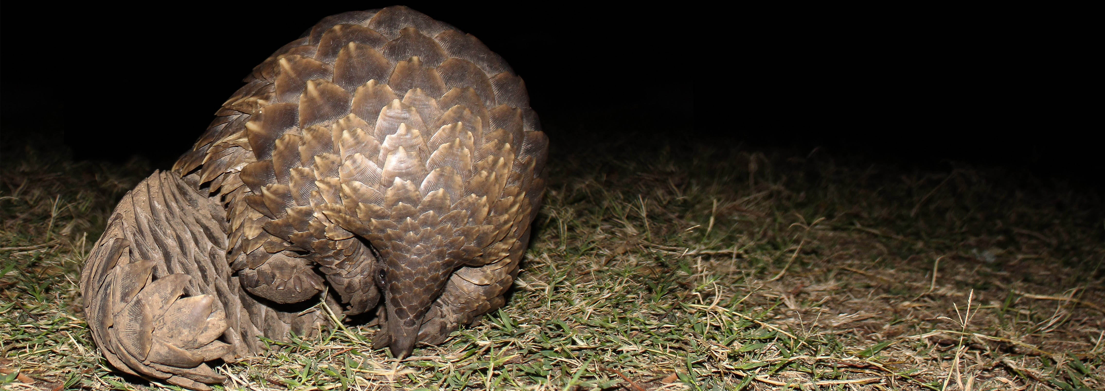 Pangolin in South Africa | Josh Tough, Audley Travel