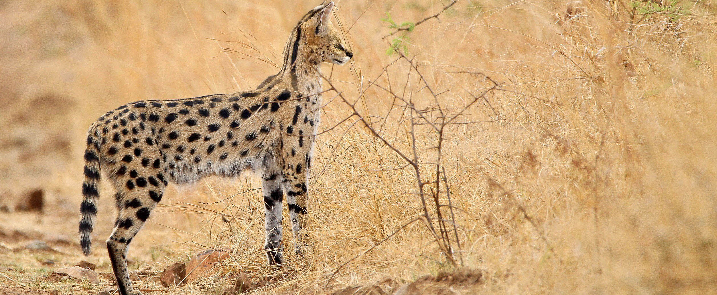 Serval in Okavango, Botswana | Josh Tough, Audley Travel