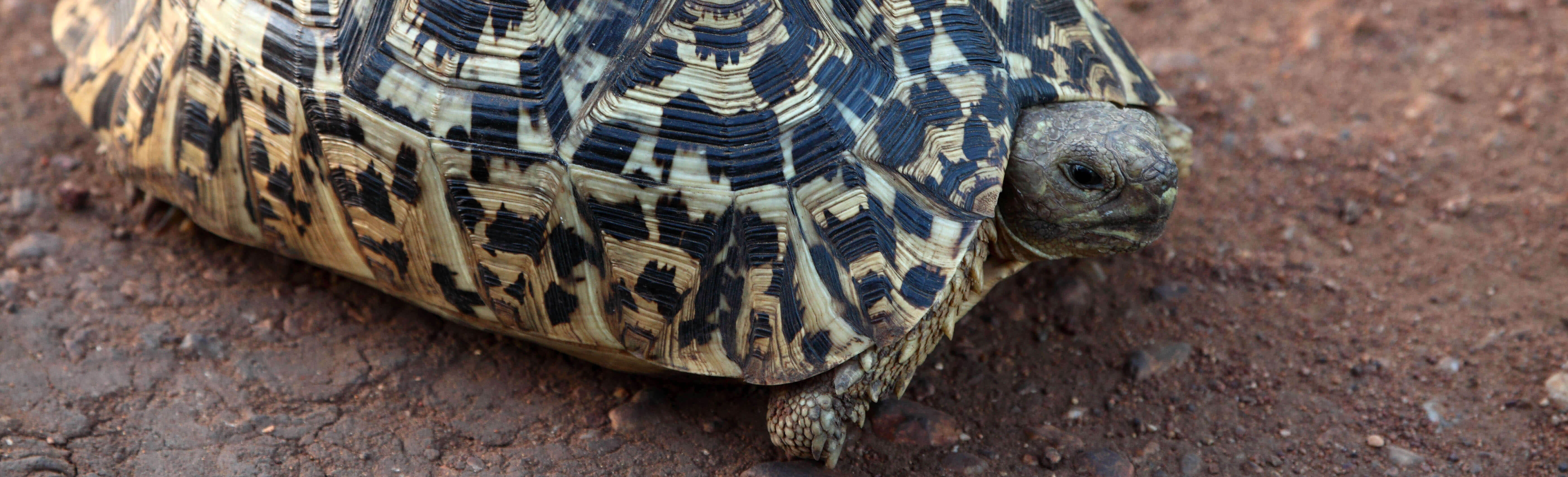 Terrapin in Serengeti